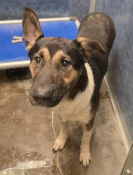 Kobe -  Shepherd Dog Available for Adoption in Phoenix, Oregon - Kobe | PetCurious