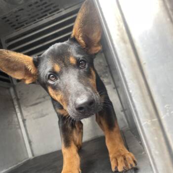 Shepherd Dogs Available for Adoption in Edinburg, Texas - Mon Mothma | PetCurious