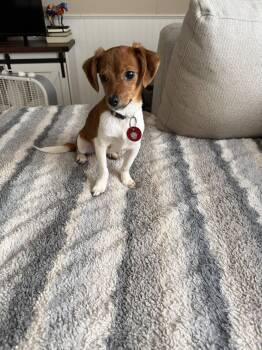 Chihuahua Dogs Available for Adoption in Nashville, Tennessee - Brinley (F) | PetCurious