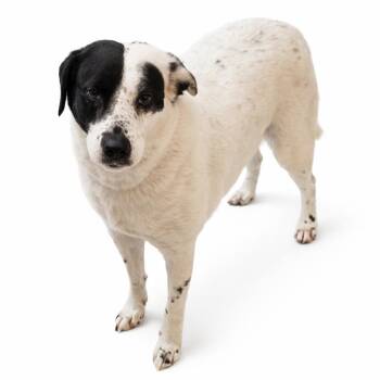 Retriever Dogs Available for Adoption - Apollo  | PetCurious