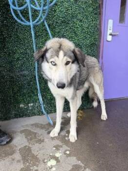61795520 -  Siberian Husky and Mixed Breed Dog for Adoption in El Paso, Texas - 61795520 | PetCurious