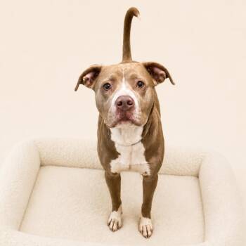 Buddy -  Pit Bull Terrier Dog for Adoption in Redwood Falls, Minnesota - Buddy | PetCurious