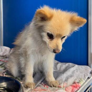 Marcie -  Mixed Breed Dog for Adoption in Las Cruces, New Mexico - Marcie | PetCurious