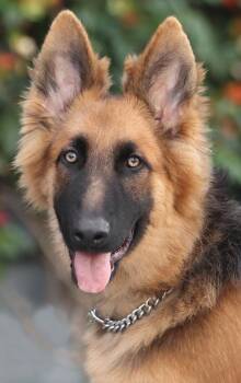Homer von Havelsee -  German Shepherd Dog Dog for Adoption in Los Angeles, California - Homer Von Havelsee | PetCurious
