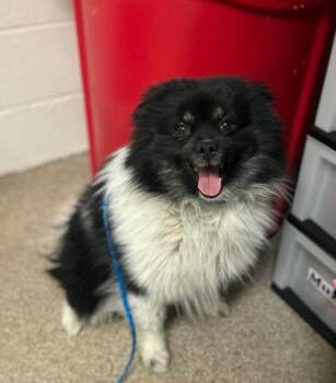 Pomeranian Dogs Available for Adoption in Fruit Heights, Utah - Loki | PetCurious