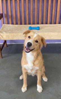 **BUTTERS** -  Labrador Retriever and Golden Retriever Dog for Adoption in North Prairie, Wisconsin - **BUTTERS** | PetCurious