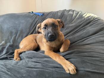 Mixed Breed Dogs Available for Adoption - Janice | PetCurious