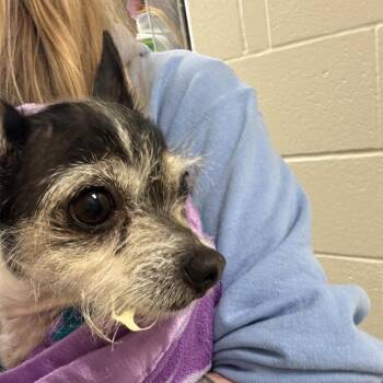 Shirley -  Chihuahua Dog for Adoption in Council Bluffs, Iowa - Shirley | PetCurious