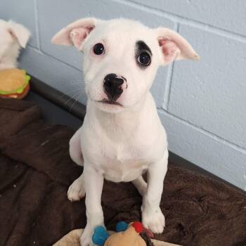 Blanche -  Mixed Breed Dog for Adoption in Marshfield, Wisconsin - Blanche | PetCurious