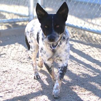 Mixed Breed Dogs Available for Adoption - Bubba | PetCurious
