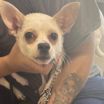 Smiley -  Mixed Breed Dog for Adoption in Philadelphia, Pennsylvania - Smiley | PetCurious
