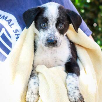 Labrador Retriever and Australian Cattle Dog Blue Heeler Dogs Available for Adoption in Hattiesburg, Mississippi - Turquois | PetCurious