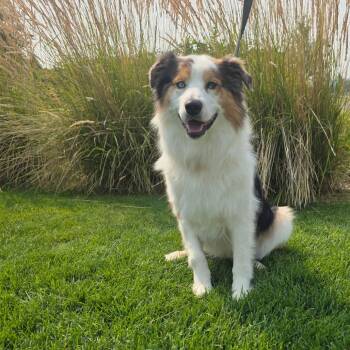 Archie -  Australian Shepherd and Border Collie Dog for Adoption in Great Falls, Montana - Archie | PetCurious
