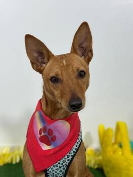 Miley-One of our Amazing Rescue Dogs -  Basenji and Chihuahua Dog for Adoption in Carlsbad, California - Miley-One Of Our Amazing Rescue Dogs | PetCurious