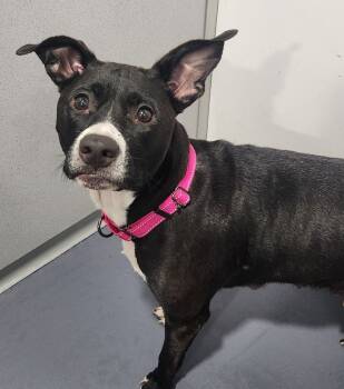 Rescue Border Collie and Terrier Dogs for Adoption in Walnutport, Pennsylvania - Mercy | PetCurious