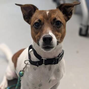 Rocky -  Mixed Breed and Jack Russell Terrier Dog for Adoption in West Olive, Michigan - Rocky | PetCurious