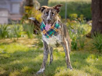 Sid -  Shepherd and Mixed Breed Dog for Adoption in Portland, Oregon - Sid | PetCurious