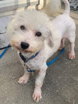 Michael Drummond -  Bichon Frise Dog for Adoption in Blue Springs, Missouri - Michael Drummond | PetCurious