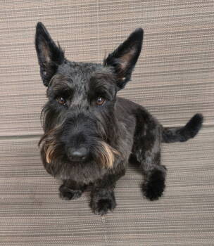 Rescue Scottish Terrier Dogs for Adoption in Dallas, Texas - Winston - Medical Hold | PetCurious