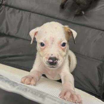 Olaf -  English Bulldog and Mixed Breed Dog for Adoption in Mundelein, Illinois - Olaf | PetCurious