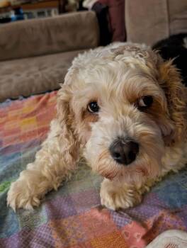 Cavalier King Charles Spaniel and Poodle Dogs Available for Adoption in Whitewater, Wisconsin - Layla | PetCurious