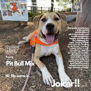 Joker -  Pit Bull Terrier Dog for Adoption in Westminster, California - Joker | PetCurious