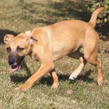 Rescue Retriever and Shepherd Dogs for Adoption in South Elgin, Illinois - Fable | PetCurious