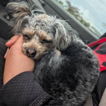 Coco -  Yorkshire Terrier and Mixed Breed Dog for Adoption in Melbourne, Kentucky - Coco | PetCurious