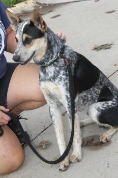 Smoke (Outdoor Photos September 20th 2026) -  Australian Cattle Dog Blue Heeler Dog for Adoption in Marietta, Ohio - Smoke (Outdoor Photos September 20th 2026) | PetCurious