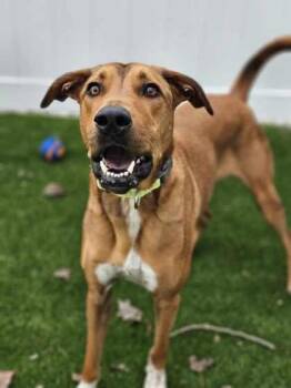 Zeus -  Mixed Breed Dog for Adoption in Munster, Indiana - Zeus | PetCurious