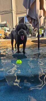 Standard Poodle Dogs Available for Adoption - Misha | PetCurious