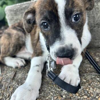 Callie -  Cattle Dog Dog for Adoption in Fairfax Station, Virginia - Callie | PetCurious