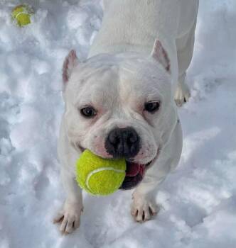 American Bully Dogs Available for Adoption - Hippie | PetCurious