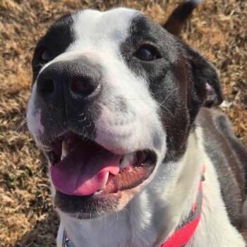 Rescue Pit Bull Terrier Dogs for Adoption in Broken Arrow, Oklahoma - Collette | PetCurious