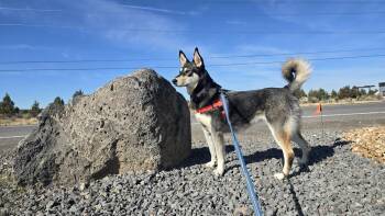Rescue Siberian Husky and German Shepherd Dog Dogs for Adoption in Prineville, Oregon - Alaska | PetCurious