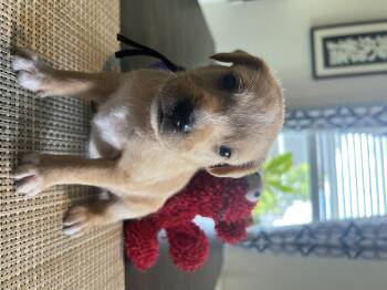 Astro -  Chihuahua and Neapolitan Mastiff Dog for Adoption in Severance, Colorado - Astro | PetCurious