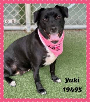 YUKI -  Black Labrador Retriever Dog for Adoption in Marietta, Georgia - YUKI | PetCurious