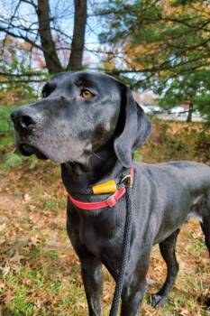 Robin -  Labrador Retriever and Mixed Breed Dog for Adoption in Cincinnati, Ohio - Robin | PetCurious