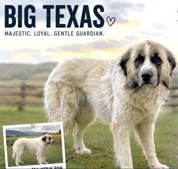 Big Texas -  Great Pyrenees Dog for Adoption in Lucas, Texas - Big Texas | PetCurious