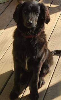 Spaniel Dogs Available for Adoption - Zelda Greyhart | PetCurious