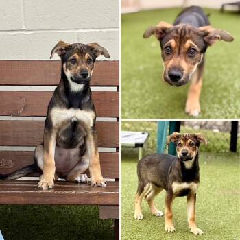 German Shepherd Dog and Mixed Breed Dogs Available for Adoption in Dedham, Massachusetts - BELLE | PetCurious