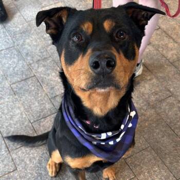 Bonnie -  Rottweiler and Mixed Breed Dog for Adoption in Fayetteville, Arkansas - Bonnie | PetCurious
