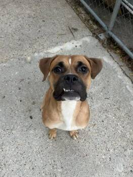 Rescue Boxer and Bulldog Dogs for Adoption in Baton Rouge, Louisiana - Dorff | PetCurious