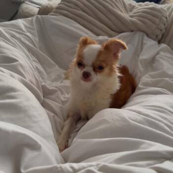 Oak -  Chihuahua Dog for Adoption in Buffalo, Minnesota - Oak | PetCurious