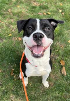 Rescue Pit Bull Terrier and Mixed Breed Dogs for Adoption in Kent, Washington - VINNY | PetCurious