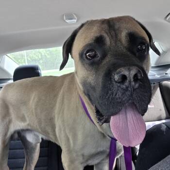 Mastiff Dogs Available for Adoption in Indianapolis, Indiana - Juice | PetCurious