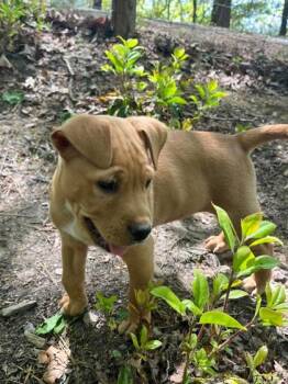 Pit Bull Terrier and Mixed Breed Dogs Available for Adoption in Malvern, Pennsylvania - Malibu | PetCurious