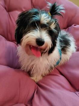 Squiggly -  Cavapoo Dog for Adoption in Piedmont, California - Squiggly | PetCurious