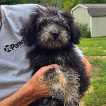 CT Paddle -  Poodle and Mixed Breed Dog for Adoption in Stormville, New York - CT Paddle | PetCurious