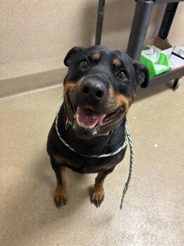 MIAMI -  Rottweiler and Mixed Breed Dog for Adoption in Sacramento, California - MIAMI | PetCurious